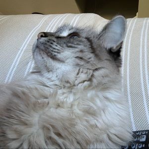 Meet your Posher, Kelsey